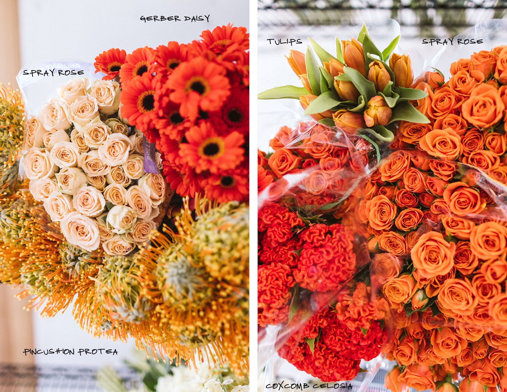 wildflora blog what's on the rack warm toned summer flowers red orange yellow golden pink gerber daisy tulip stock spray rose coxcomb celosia pincushion protea