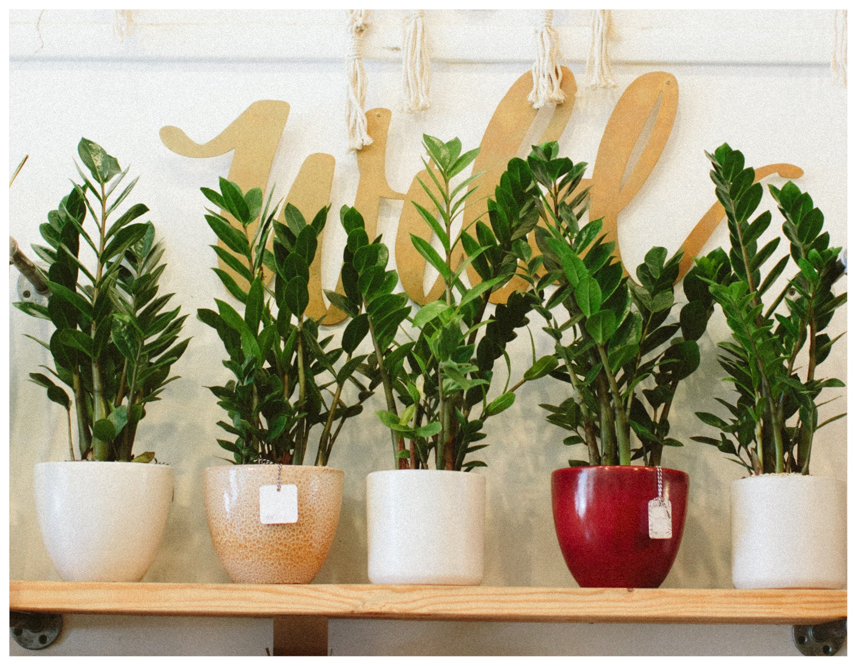 plant parenthood wildflora blog zz plant Zamioculcas zamiifolia care