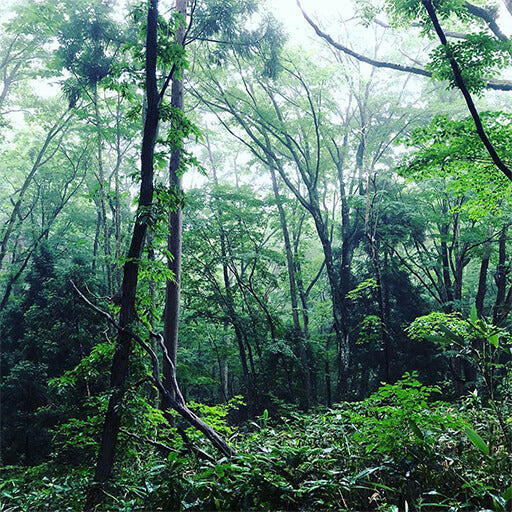 日本原始檜木林