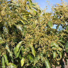 Avocadobäume mit Blüten