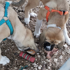 Hundekauwurzel gewinnt