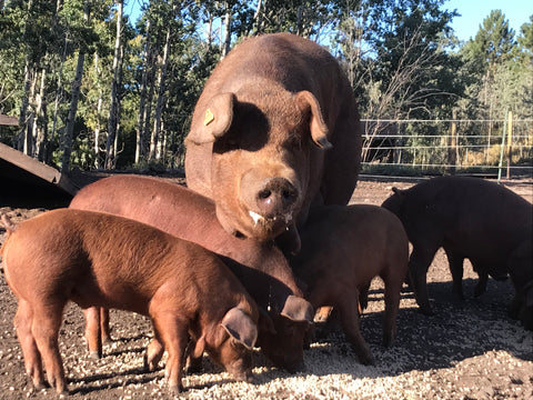 Red Pigs – Blue Sky Ranch