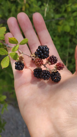 Handpicking Wild berries by Galatea Georgiou