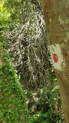 Trail marking on a tree