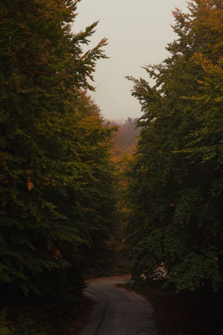 Pelion forest entrance by Galatea Georgiou