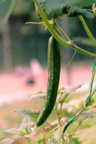 Cucumber Karaiskos farm by Galatea Georgiou