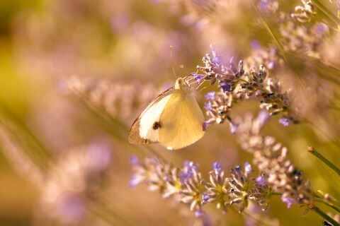 Butterfly at Karaiskos Farm by Galatea Georgiou