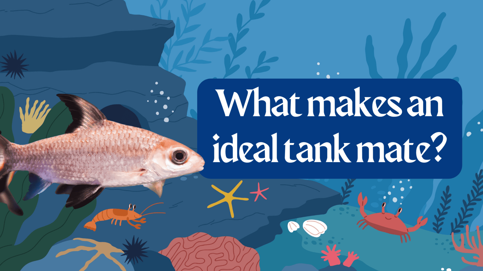 What Makes an Ideal Tank Mate for a Bala Shark?