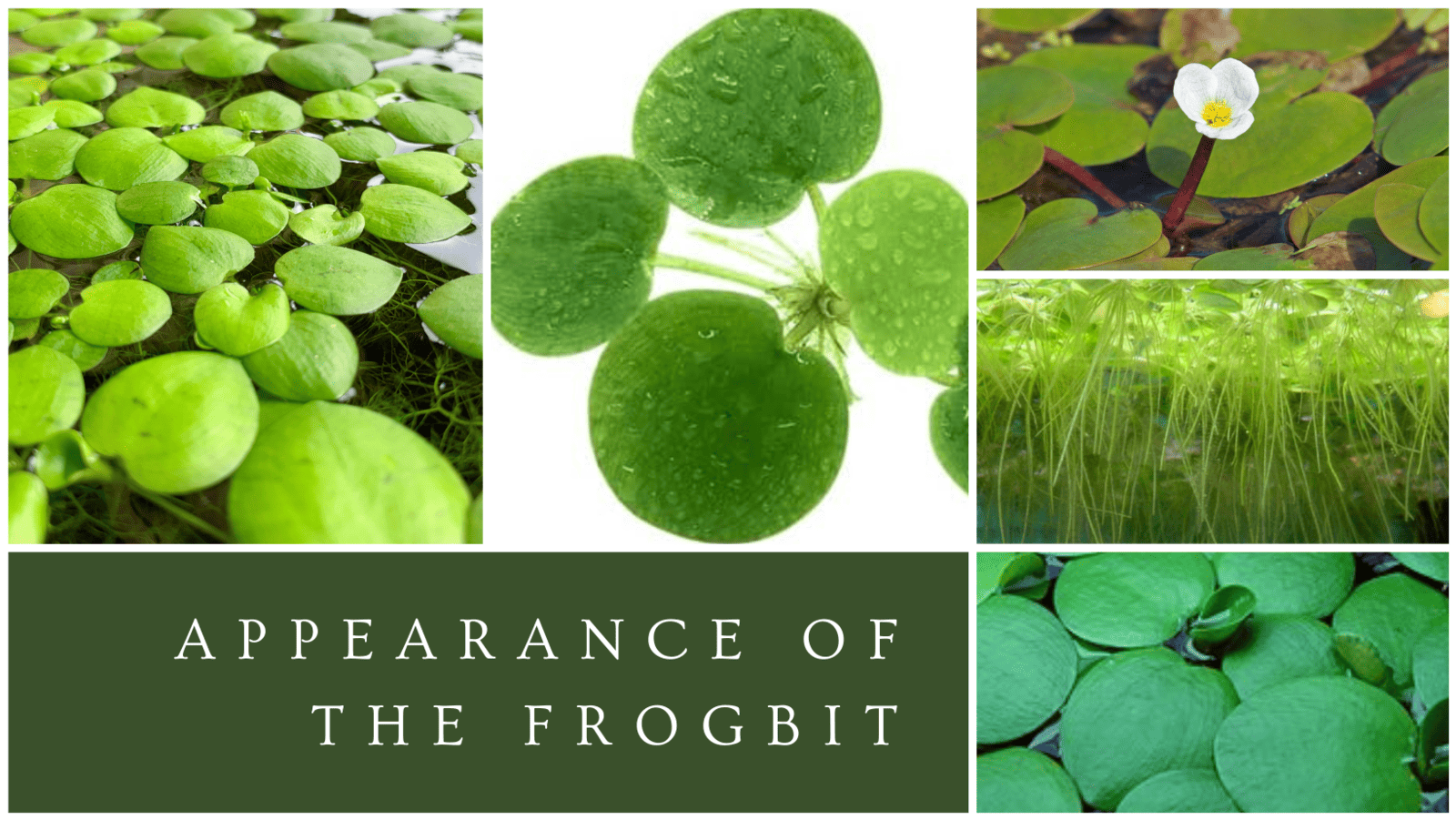 Appearance of Frogbit Plants