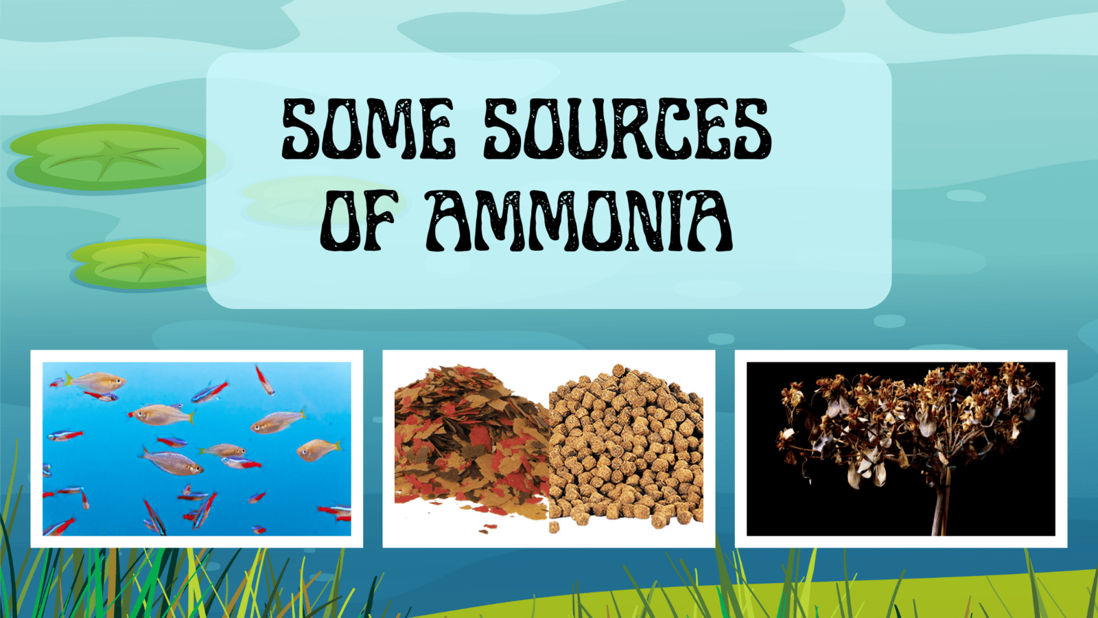 The image presents an educational infographic on the sources of ammonia in a pond environment. It features a tranquil pond setting with lily pads at the top and grass at the bottom. The central part of the image is dominated by a white rectangle with the title "SOME SOURCES OF AMMONIA" in bold, stylized text. Below the title, there are three images: the first shows small, colorful fish in blue water, indicating that fish waste contributes to ammonia levels; the second depicts a pile of autumn leaves next to fish food pellets, suggesting that decomposing organic matter and uneaten fish food are also sources; the last image shows dried plants or flowers, implying that decaying vegetation can release ammonia. The overall design aims to educate viewers on various natural processes and elements in a pond that can lead to increased ammonia, which is an important factor in maintaining a healthy aquatic ecosystem.