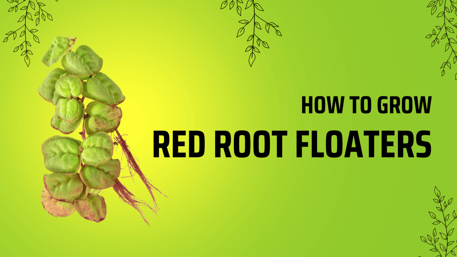 Planting Red Root Floater