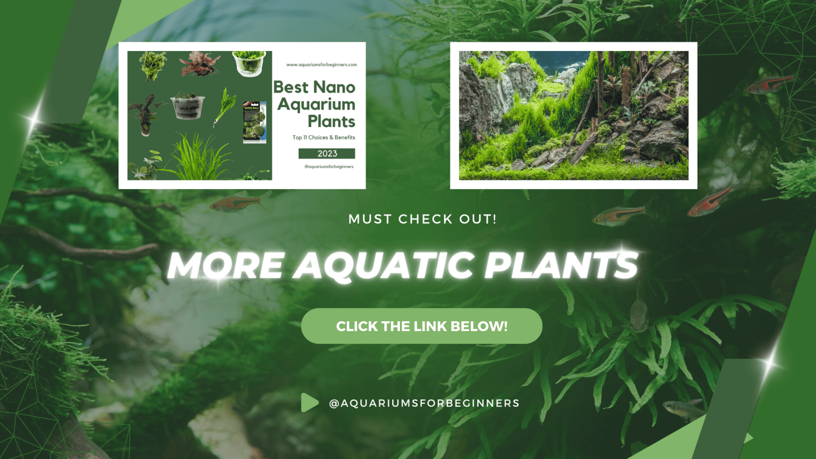 more aquatic plants