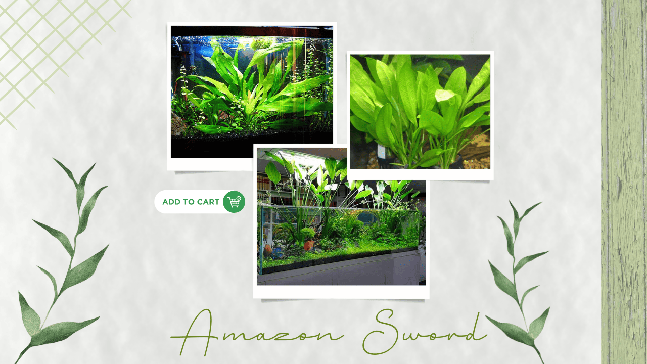 Amazon-Sword-–-Rooted-foliage-made-simple