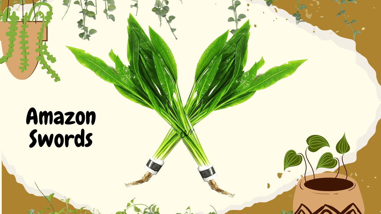 A graphic featuring two Amazon Sword plants with vibrant green leaves, crossed in an 'X' shape, against a background of artistic botanical illustrations and splashes, with "Amazon Swords" written in a bold font.