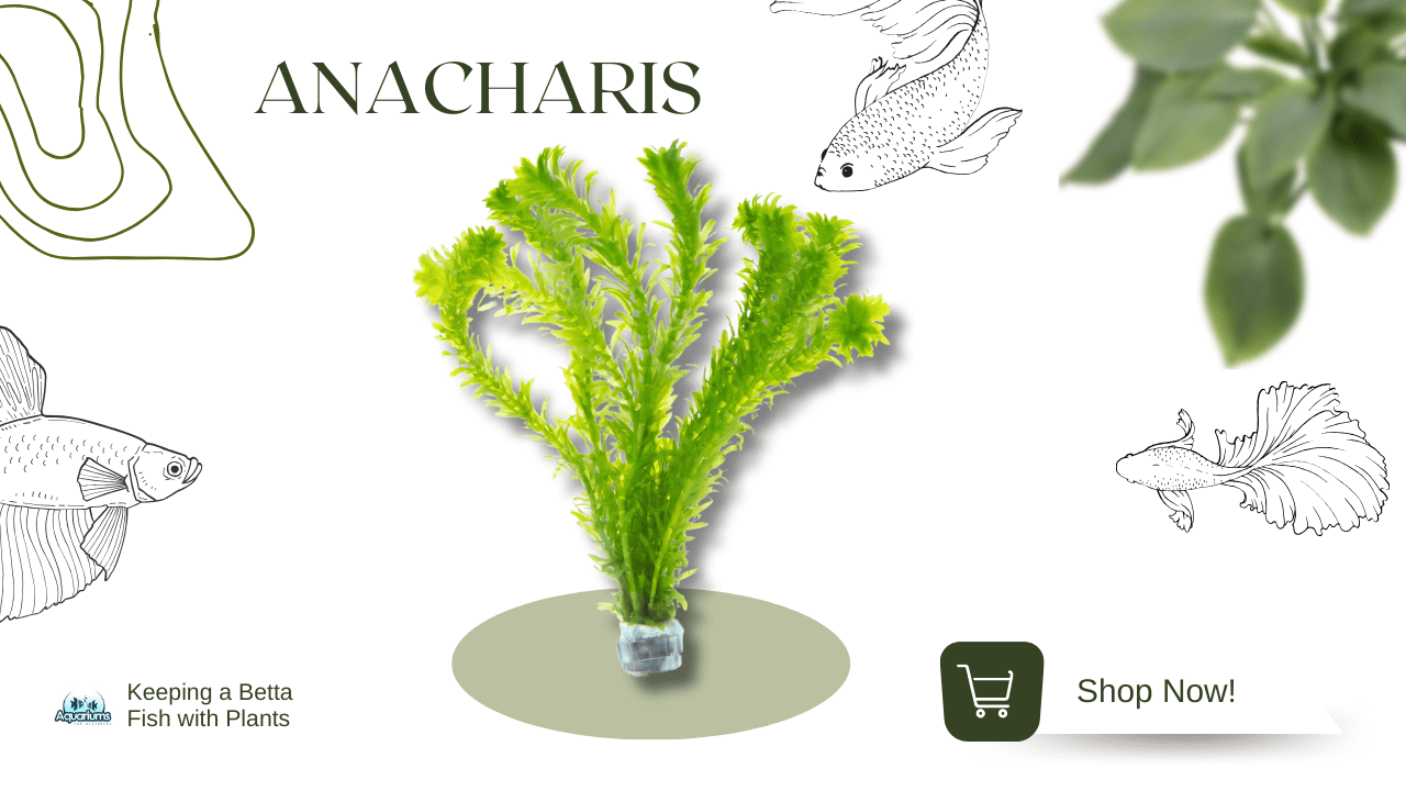 Anacharis