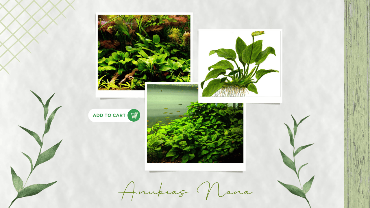 Anubias-Nana