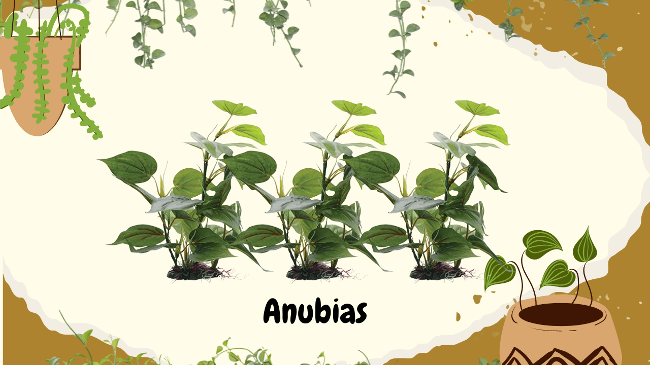 A bright and fresh image of Anubias plants with multiple healthy specimens showcased in a natural setting, complemented by creative leafy graphics and the plant's name "Anubias" clearly labeled in a large, simple font.