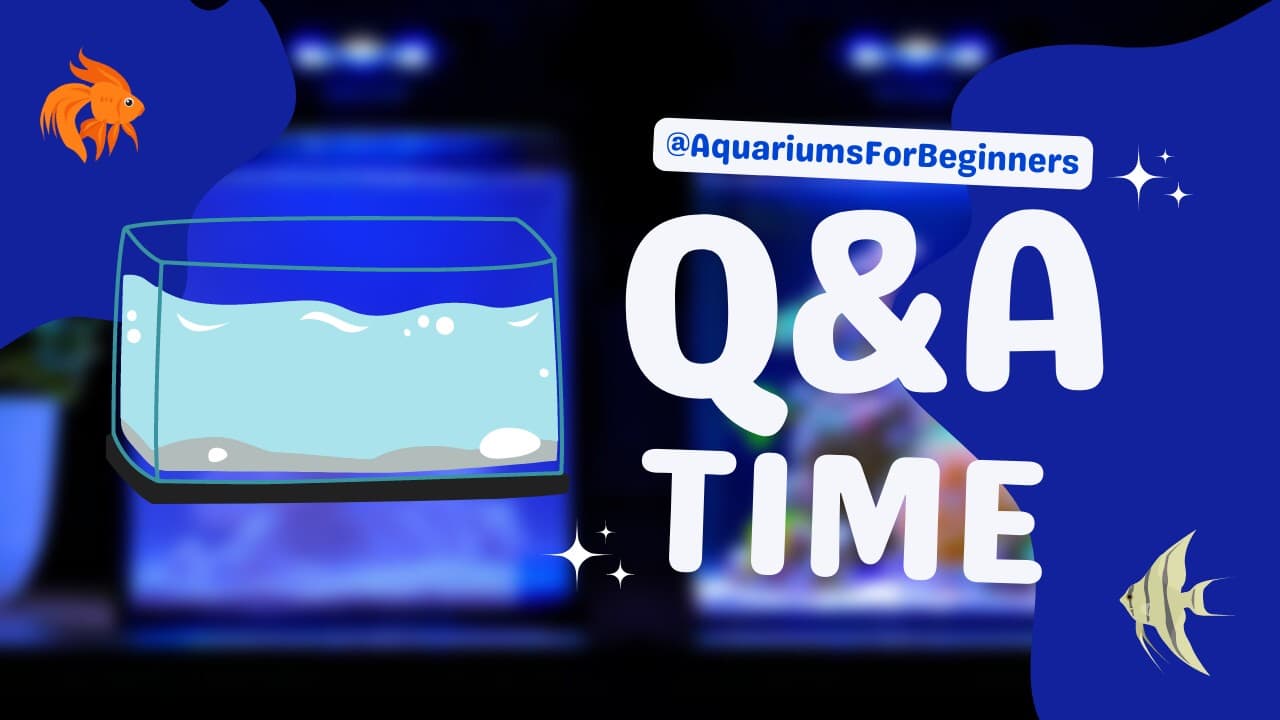 Aquarium-Questions