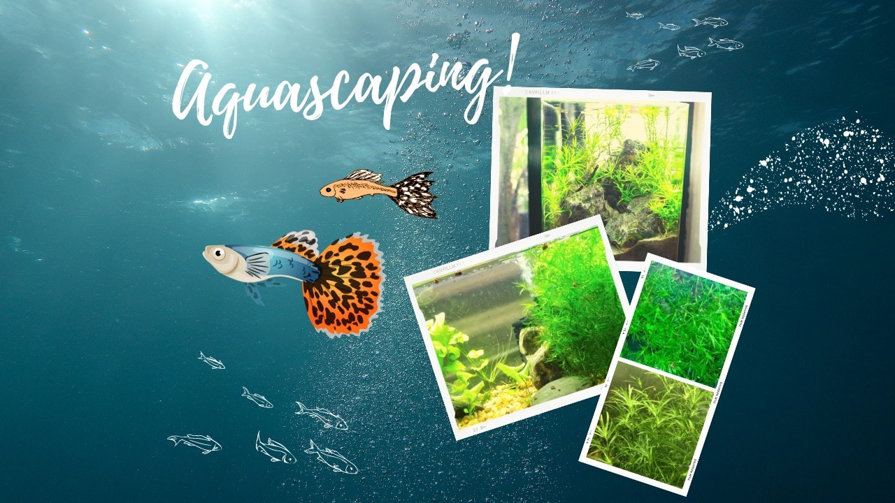 Aquascaping-with-Guppy-Grass