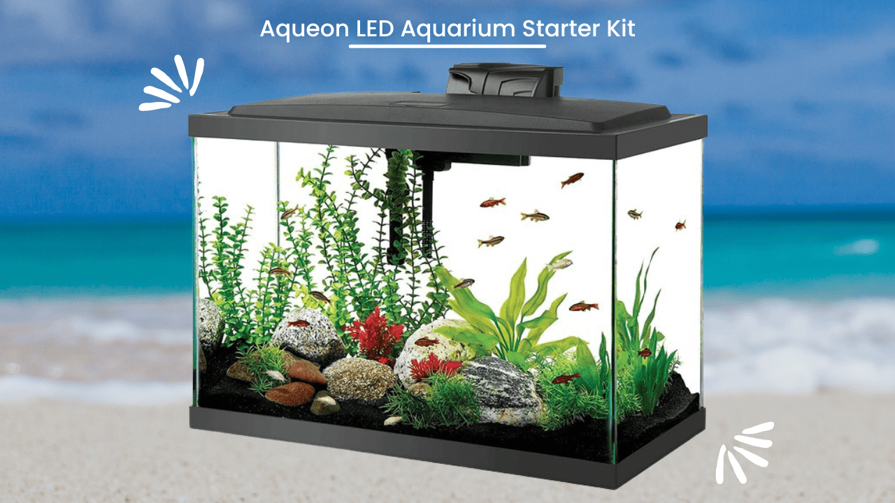 Aqueon-LED-Aquarium-Starter-Kit