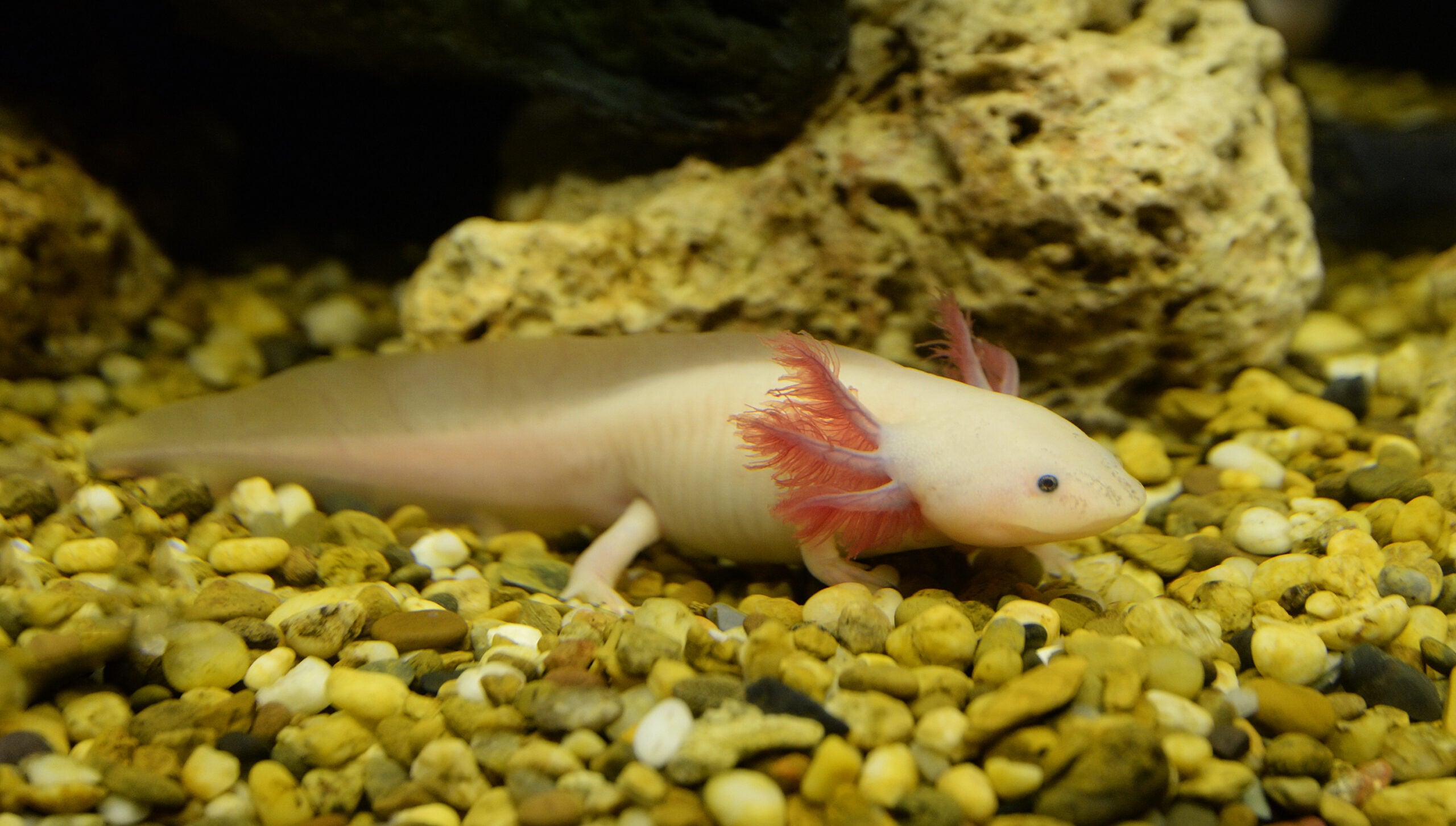 Axolotl-scaled