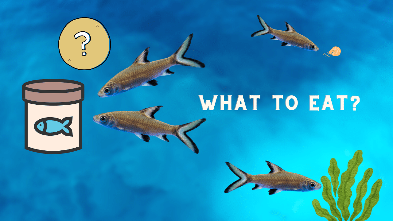 Several Bala Sharks with a fish food canister and a question mark, asking 'WHAT TO EAT?' to discuss their dietary needs.