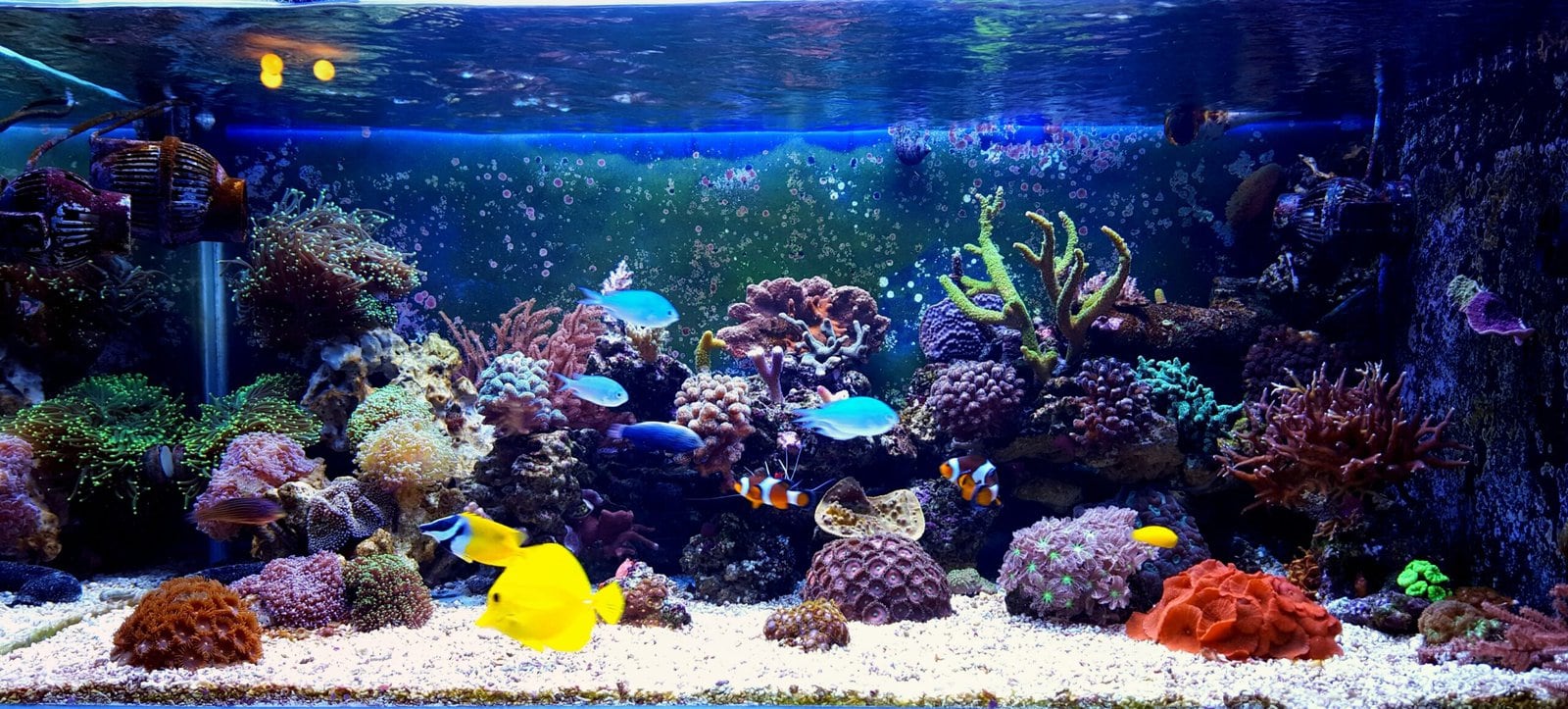 Beautiful-Reef-Tank-scaled