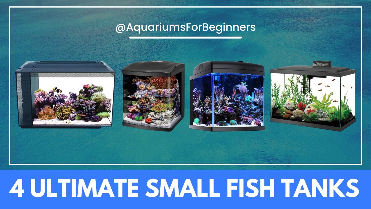 Best-Small-Saltwater-Fish-Tanks