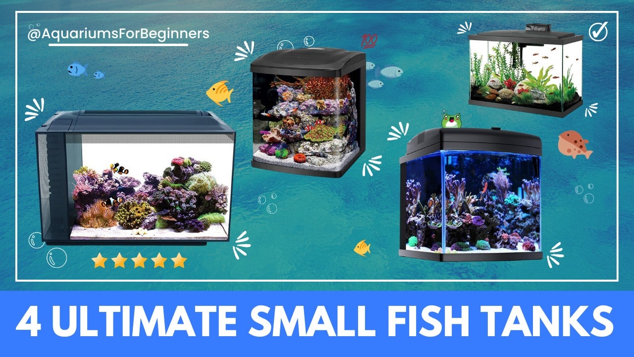 Best-small-Saltwater-aquariums