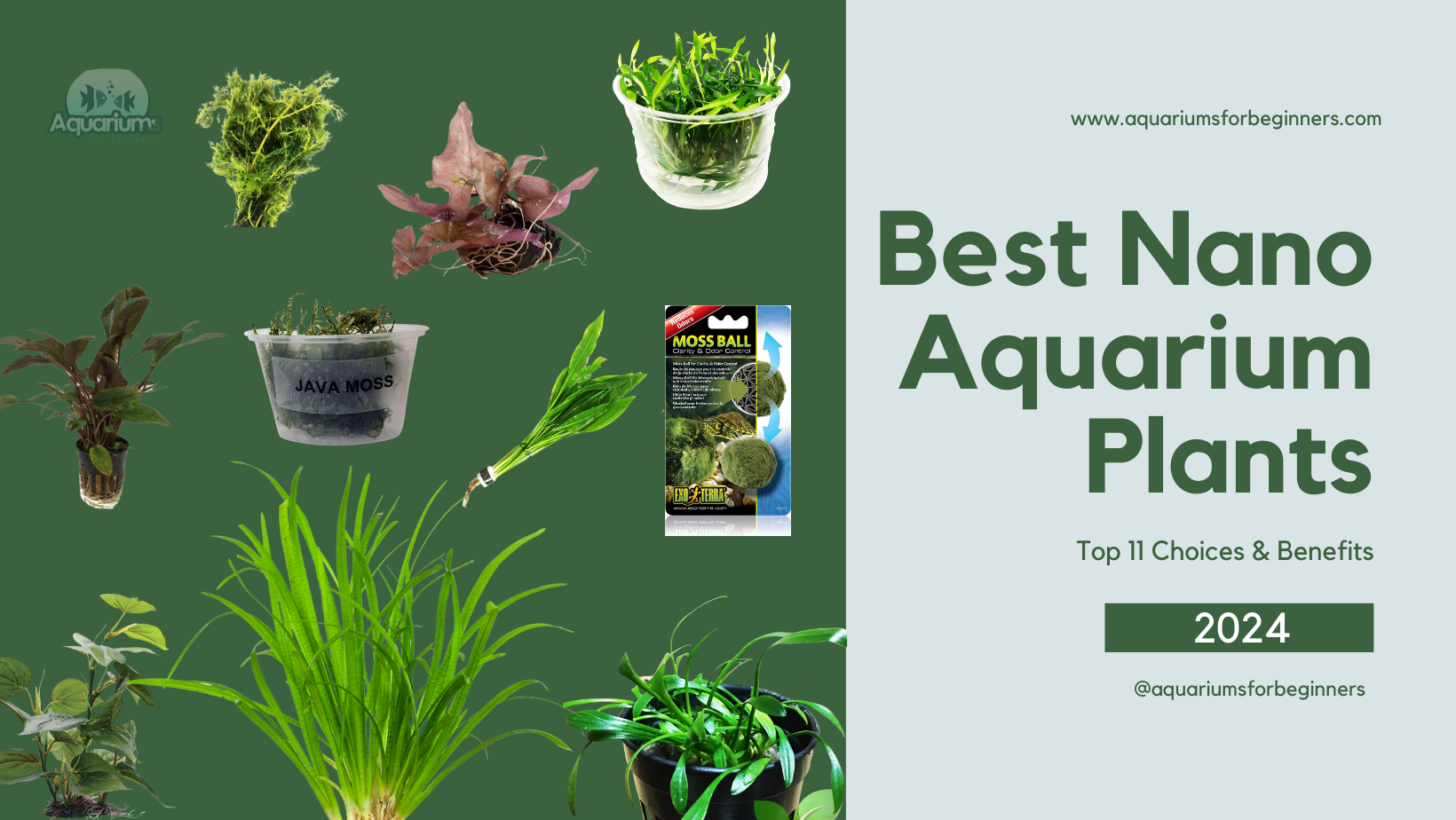 Bright and informative image displaying a collection of various "Best Nano Aquarium Plants" with labels and descriptions, set against a green background. The title and social media handle "@aquariumsforbeginners" are prominently featured, indicating educational content for aquarium enthusiasts.