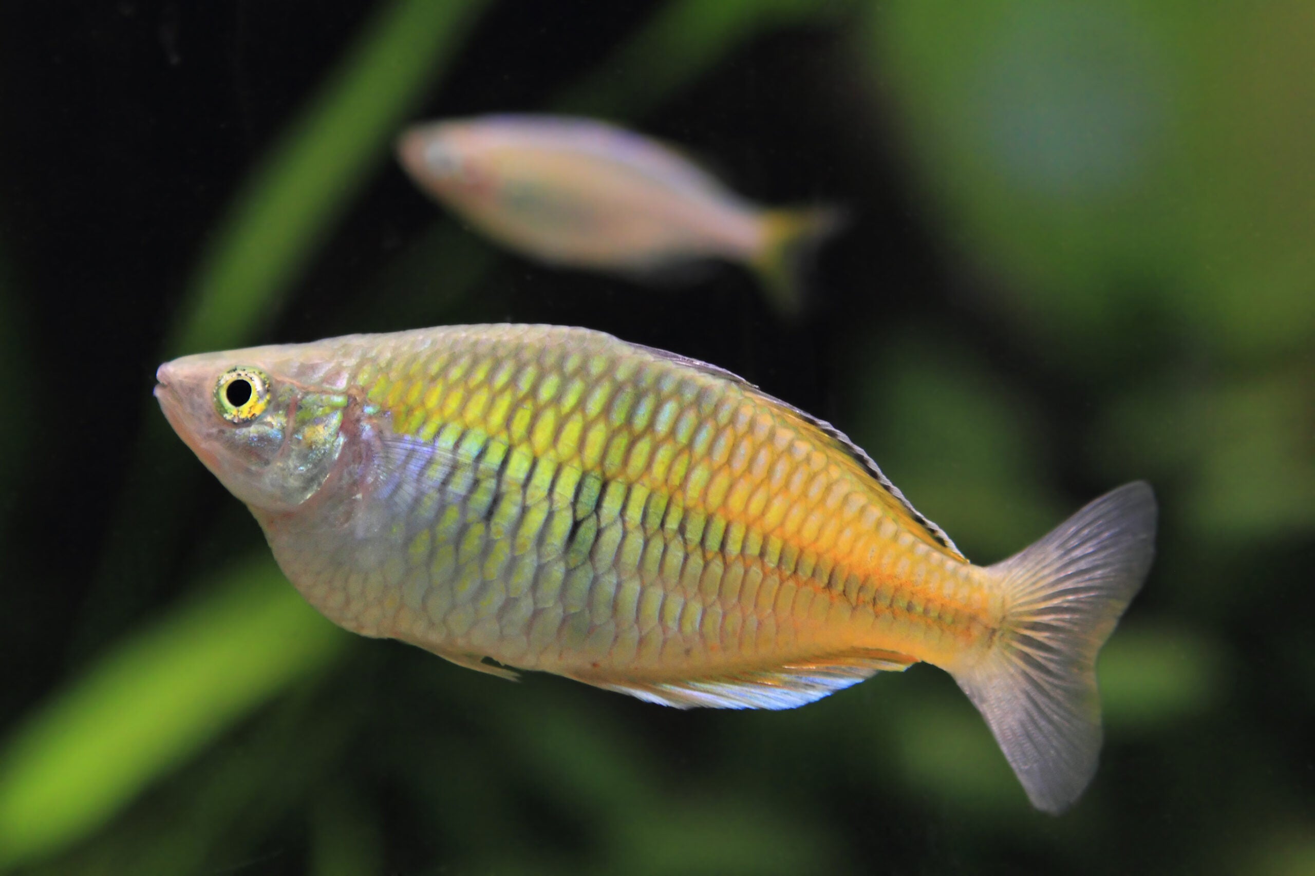 Boesemani-Rainbowfish-scaled