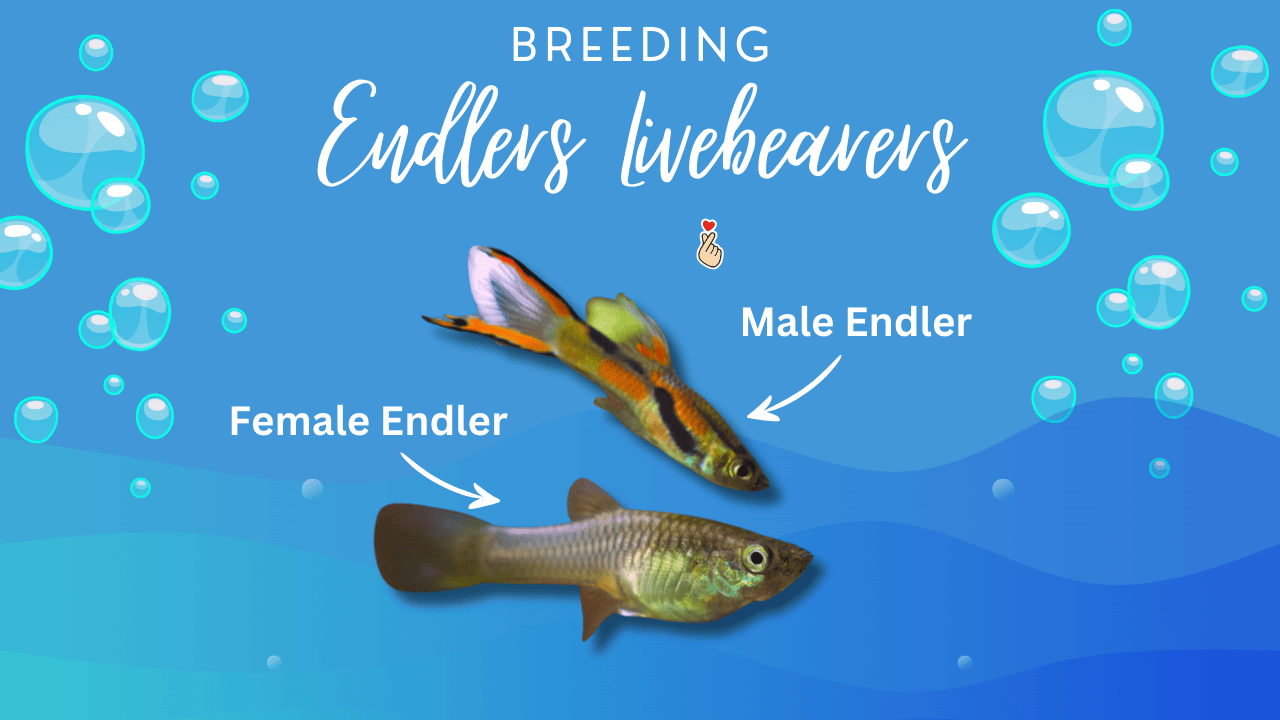 Breeding-Endlers-Livebearers