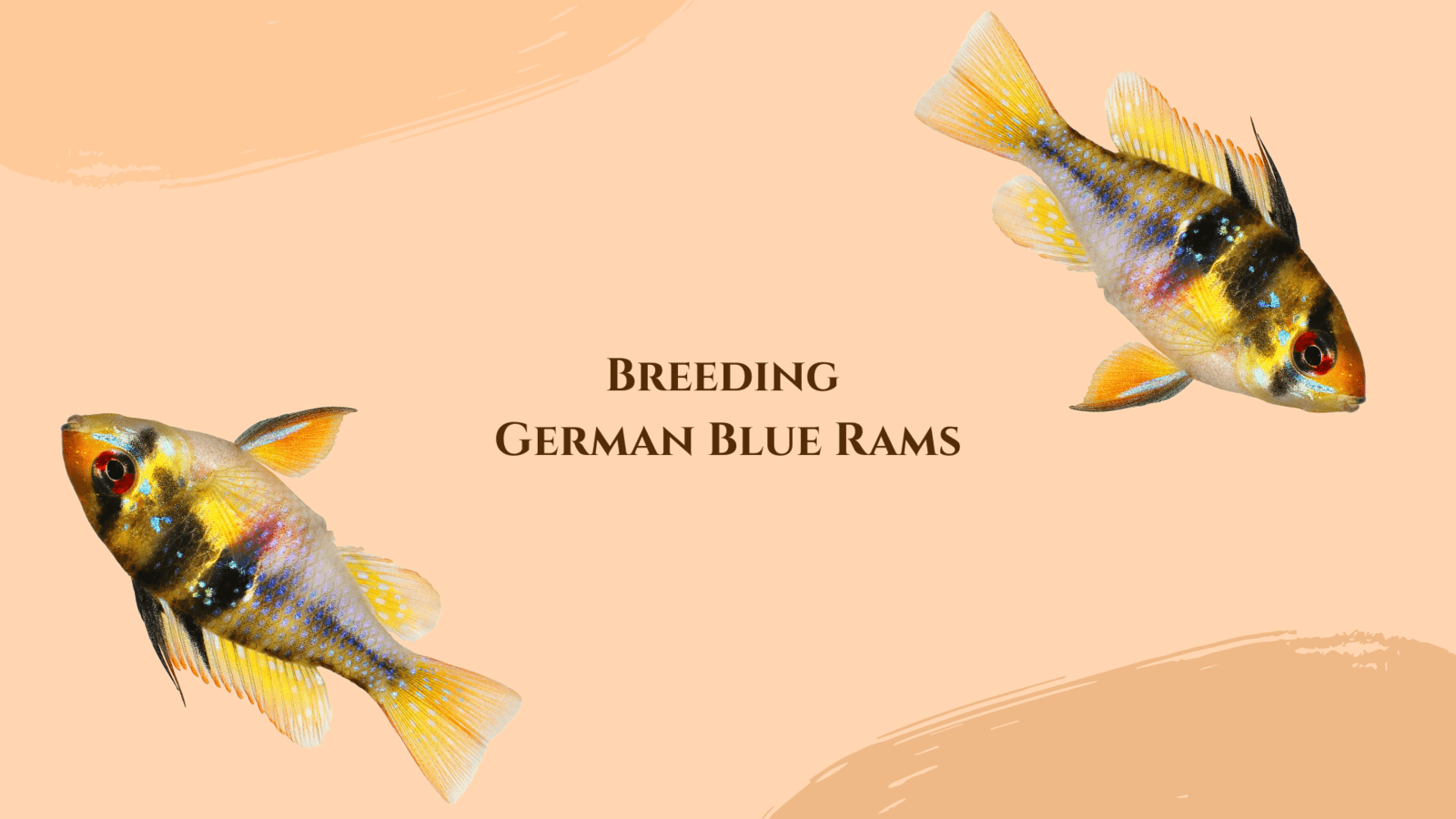Breeding-German-Blue-Rams