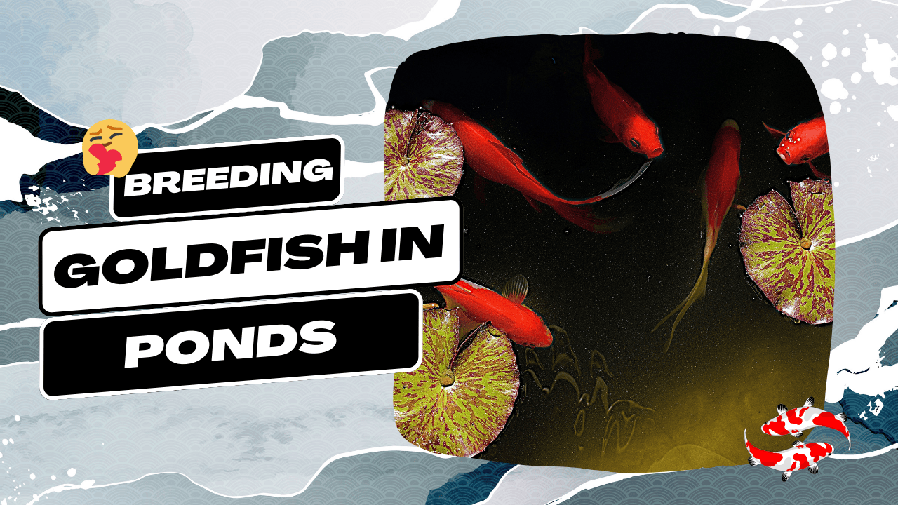 Breeding-Goldfish-in-Ponds