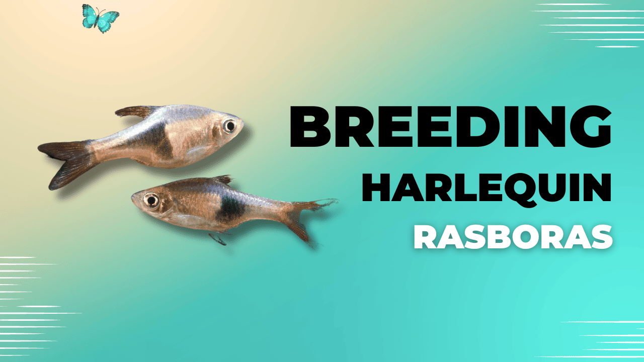 Breeding-Harlequin-Rasboras-1