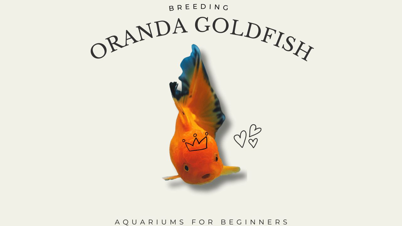 A creative image featuring a single oranda goldfish positioned upside down with a playful crown drawing and heart symbols, symbolizing breeding practices. The title "Breeding Oranda Goldfish" floats above, with a subtitle "Aquariums for Beginners" suggesting a guide for novice fish enthusiasts.
