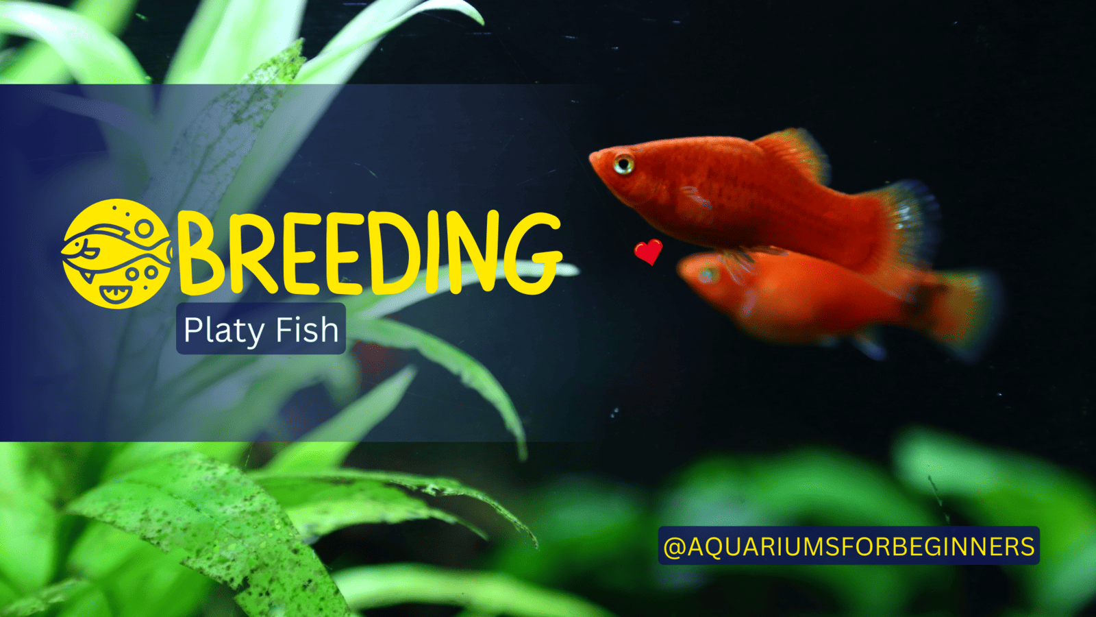Breeding-Platy-Fish