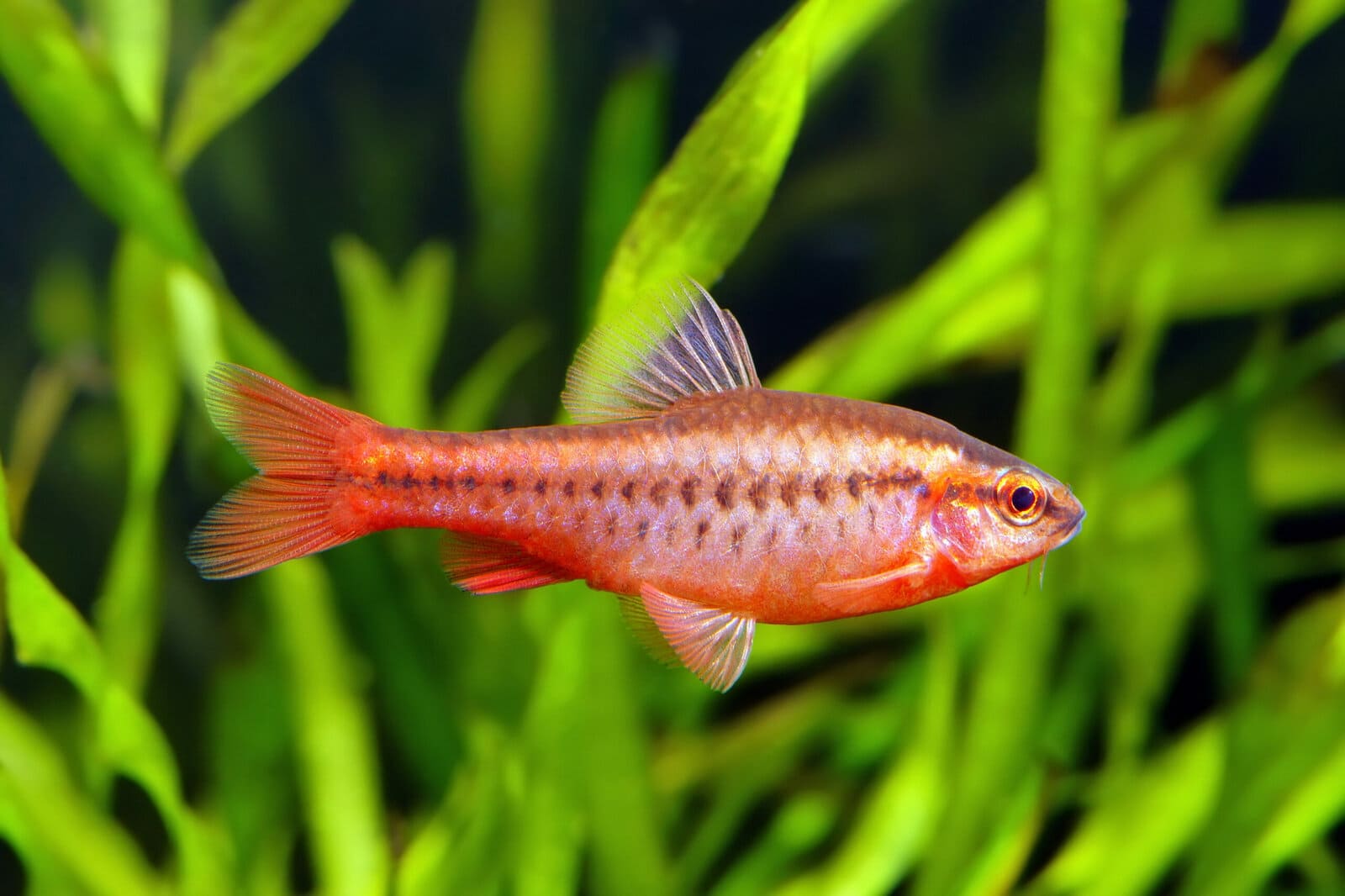 Cherry-Barb-scaled