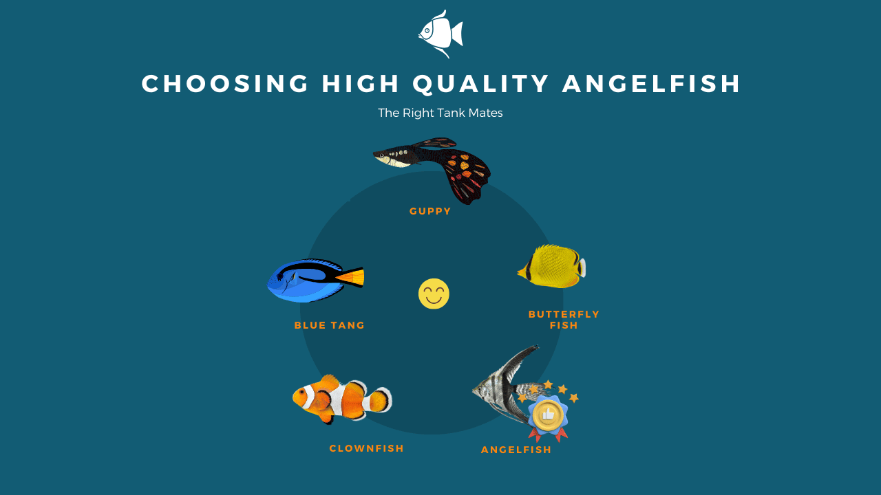 Choosing-High-Quality-Angelfish