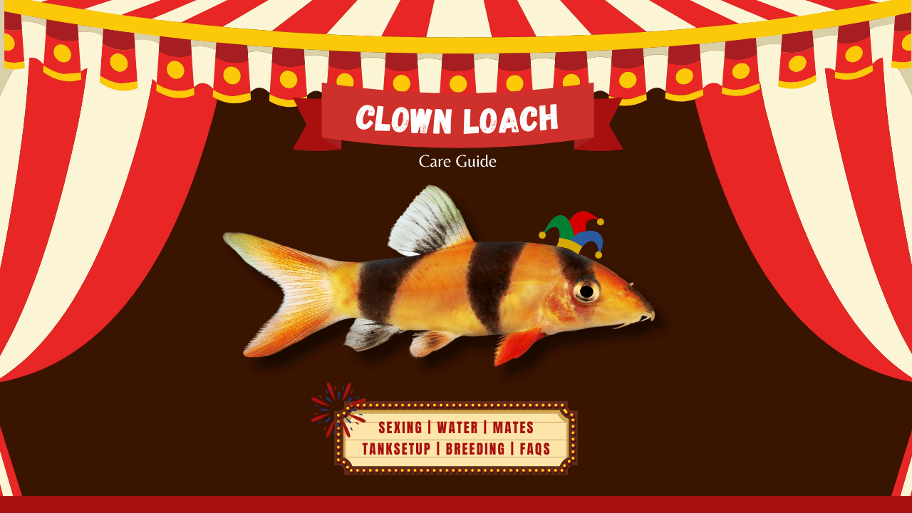 Clown-Loach-Care-Guide-September-2023