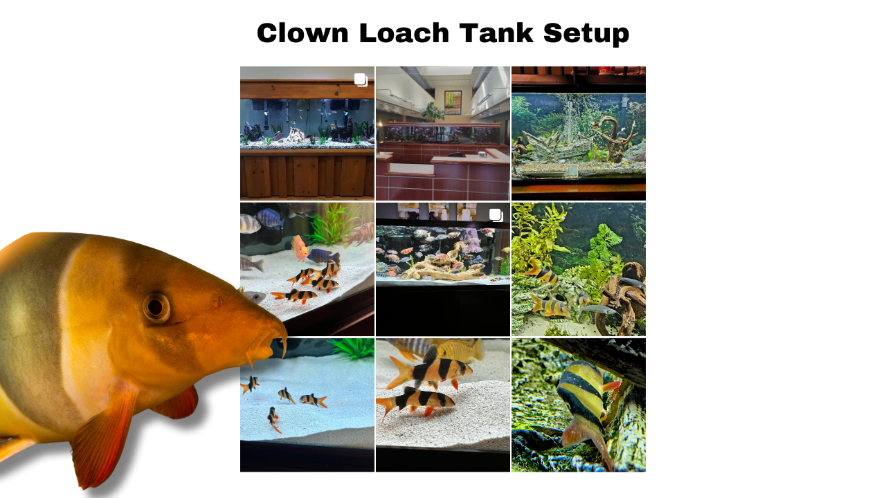 Clown-Loach-Tank-Setup