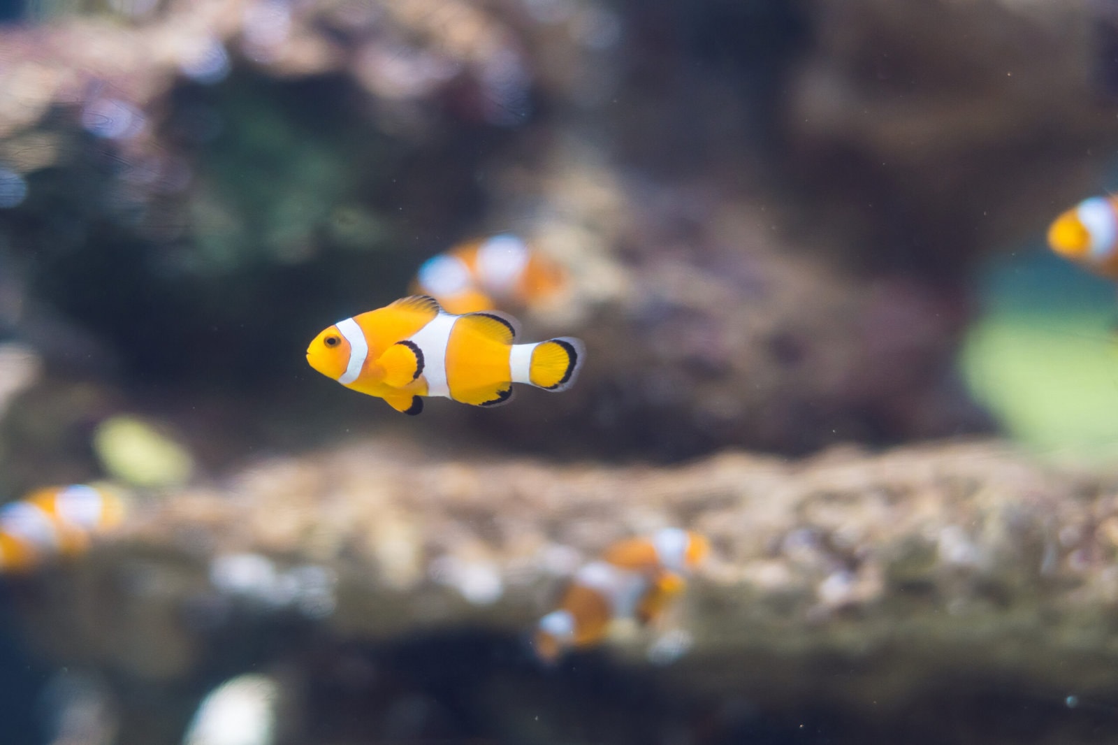 Clownfish-scaled