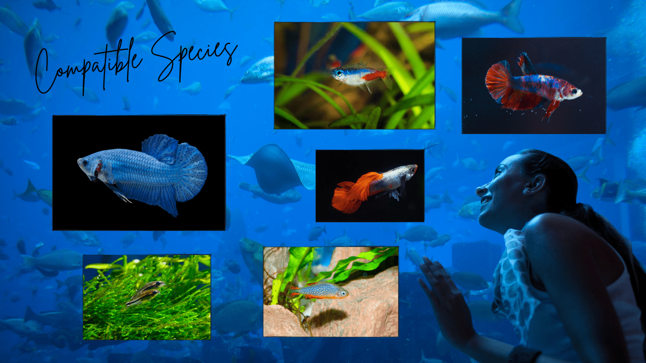 Compatible-Species-for-Your-Nano-Aquarium
