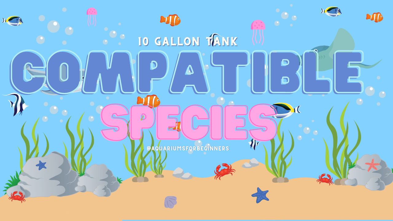 Compatible-Species-for-your-10-Gallon-Tank
