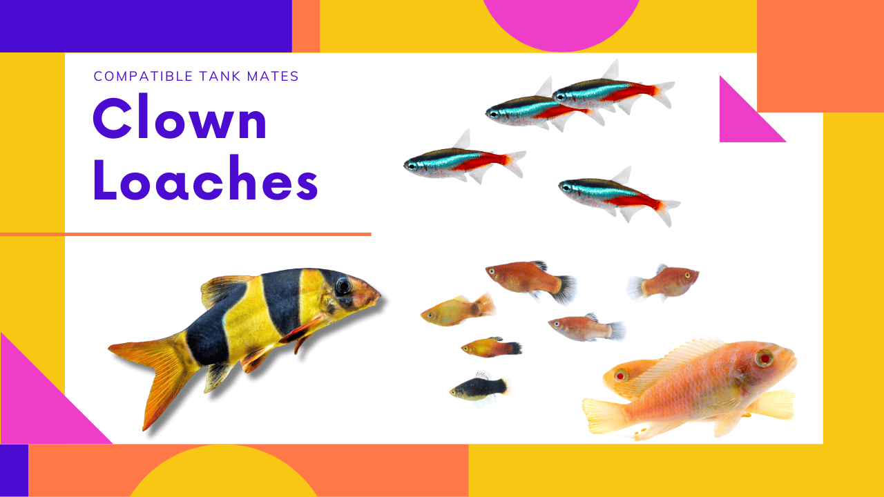 Compatible-Tank-Mates-for-Clown-Loaches