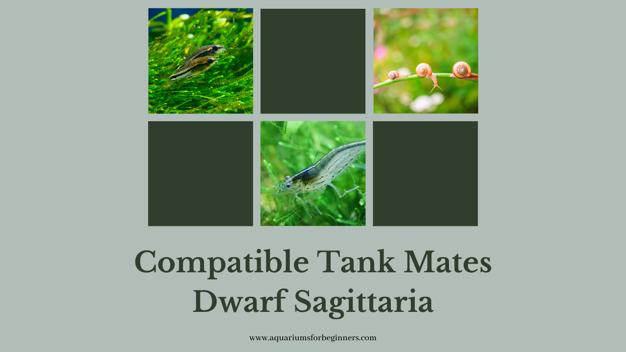 Compatible-Tank-Mates-for-Dwarf-Sagittaria