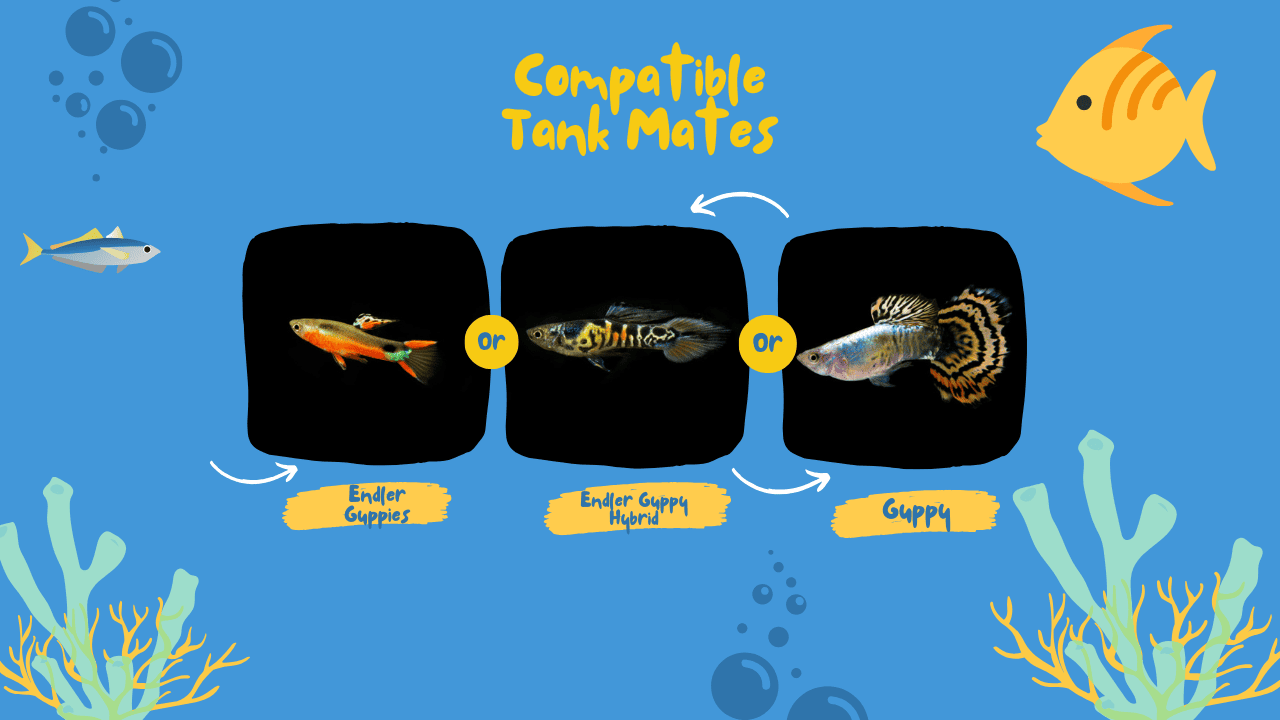 Compatible-Tank-Mates-for-Endlers-Livebearers