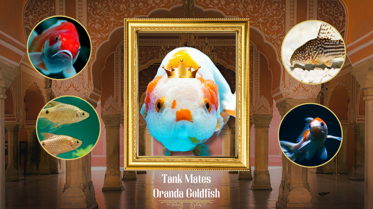 An artistic representation showing compatible tank mates for oranda goldfish, set in a grand, ornate hall. A crowned oranda goldfish is centrally displayed within a majestic golden frame, surrounded by circular portraits of potential tank mates, creating an atmosphere of regal elegance.
