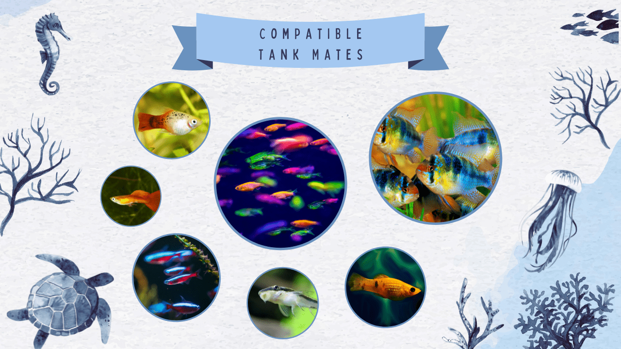 Compatible-Tank-Mates-for-Ram-Cichlid