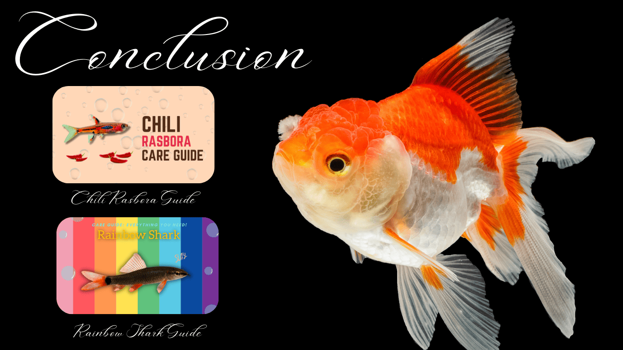 The concluding section of the care guide, with the word "Conclusion" written in elegant cursive over a striking image of an oranda goldfish. Accompanying are references to other care guides, "Chili Rasbora Care Guide" and "Rainbow Shark Guide," suggesting further reading for fish hobbyists.